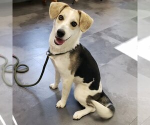 Beagle-Unknown Mix Dogs for adoption in Batavia, OH, USA