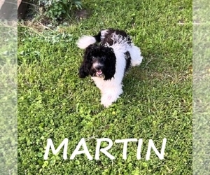 Cockapoo Puppy for sale in HARTLAND, MN, USA