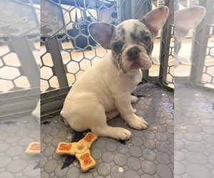 French Bulldog Puppy for Sale in MCMINNVILLE, Oregon USA