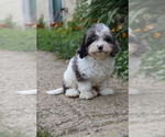Small Cavapoo