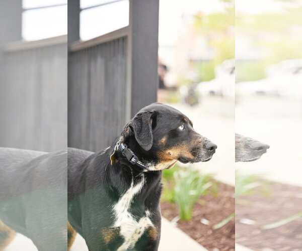 Medium Photo #8 Mutt Puppy For Sale in Sandy, UT, USA