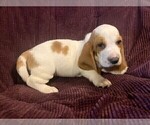 Puppy Purple Collar Basset Hound
