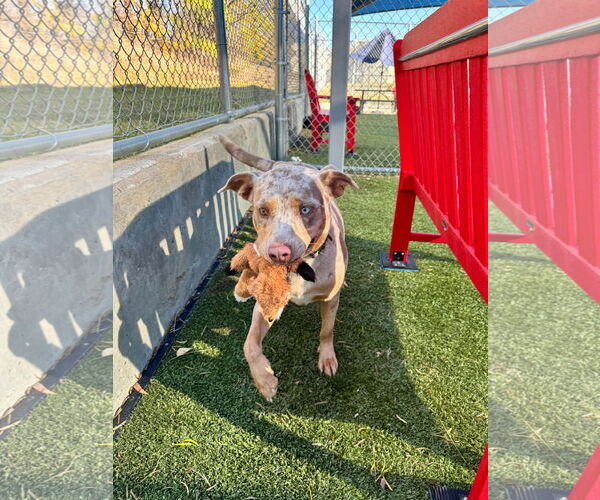 Medium Photo #3 American Pit Bull Terrier-Catahoula Leopard Dog Mix Puppy For Sale in Woodbury, NY, USA