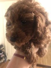 Poodle (Toy) Puppy for sale in EUGENE, OR, USA