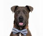 Small #1 American Pit Bull Terrier Mix