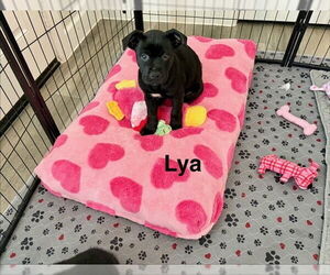 Labrottie Dogs for adoption in Lakewood, CO, USA