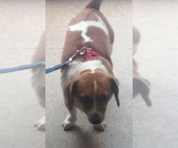 Medium Photo #7 Cheagle Puppy For Sale in Sanford, FL, USA