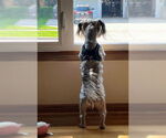 Small #5 Havanese