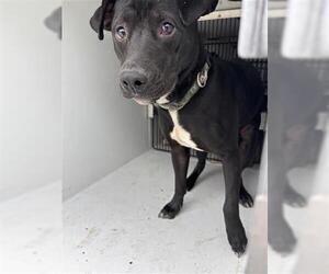 Mutt Dogs for adoption in Houston, TX, USA