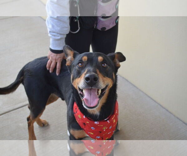 Medium Photo #3 Doberman Pinscher-Unknown Mix Puppy For Sale in McKinney, TX, USA