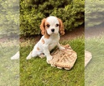 Small Photo #2 Cavalier King Charles Spaniel Puppy For Sale in MIDDLEBURY, IN, USA
