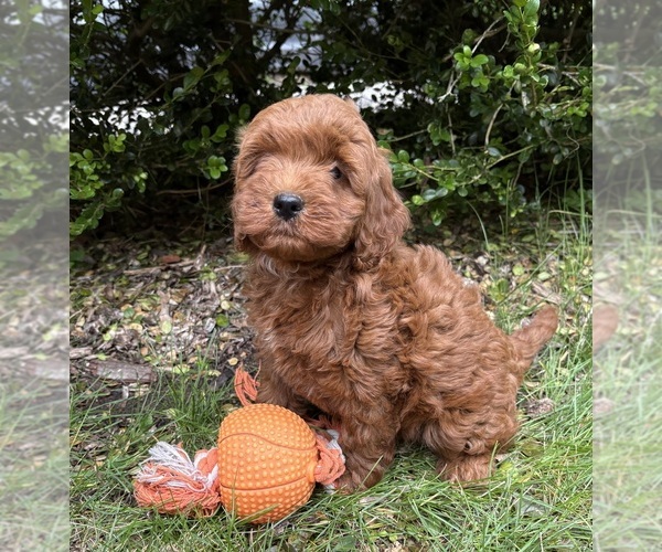 Medium Photo #3 Goldendoodle (Miniature) Puppy For Sale in MIDDLEBURY, IN, USA