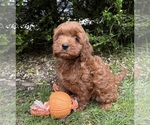 Small #2 Goldendoodle (Miniature)