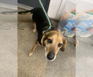 Beagle Dogs for adoption in Fairfield, IL, USA