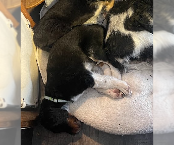 Medium Photo #5 Bernese Mountain Dog-Unknown Mix Puppy For Sale in Sandy, UT, USA