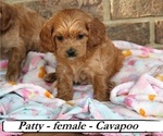 Small #1 Cavapoo