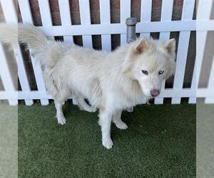 Pyrenees Husky Dogs for adoption in Modesto, CA, USA