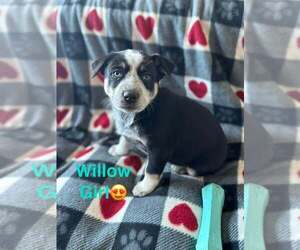 Alaskan Malamute Dog for Adoption in Aurora, Indiana USA