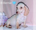 Puppy Puppy 1 Bernie Dachshund