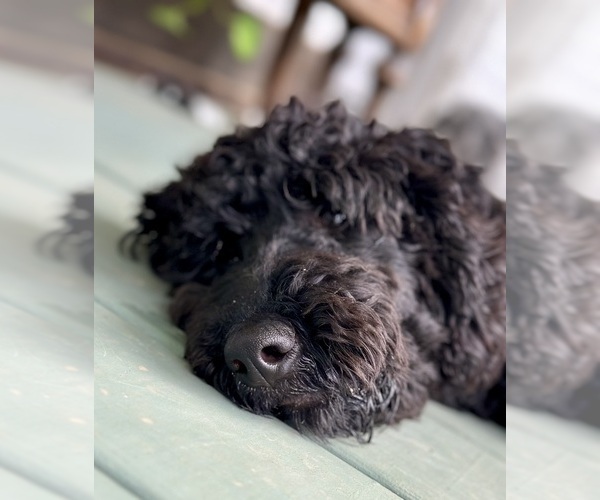 Medium Photo #11 Goldendoodle Puppy For Sale in POWELL, TN, USA