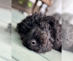 Small Photo #11 Goldendoodle Puppy For Sale in POWELL, TN, USA