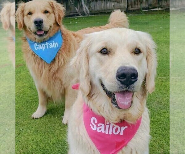 View Ad Golden Retriever Puppy for Sale near California