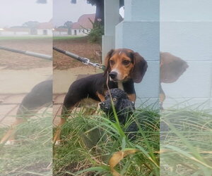 Beagle Dogs for adoption in Rustburg, VA, USA