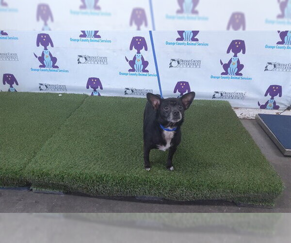 Medium Photo #1 Chihuahua Puppy For Sale in Orlando, FL, USA