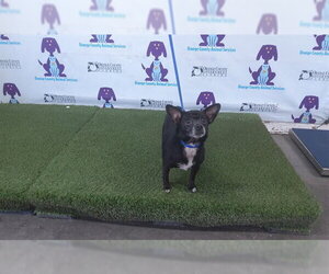 Chihuahua Dogs for adoption in Orlando, FL, USA