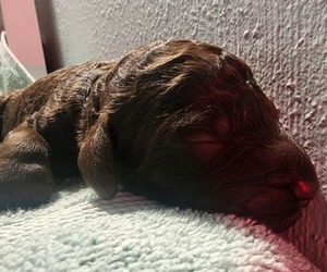 Medium Poodle (Standard)