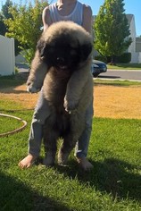 Caucasian Shepherd Dog Puppy for sale in KUNA, ID, USA