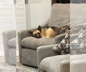 Mia - Female German Shepherd Dog Dog for Adoption - Photo #8