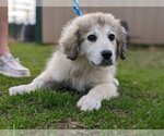 Small Photo #4 Great Pyrenees-Unknown Mix Puppy For Sale in Canton, CT, USA