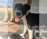 Small #1 Border Collie Mix