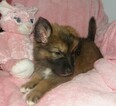 Small Photo #7 German Shepherd Dog Puppy For Sale in PALATKA, FL, USA