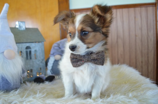 Medium Photo #3 Papillon Puppy For Sale in HONEY BROOK, PA, USA