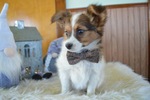 Small Photo #3 Papillon Puppy For Sale in HONEY BROOK, PA, USA