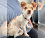 Small #1 Chihuahua Mix