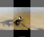 Small #2 Mutt