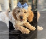Small Photo #30 Goldendoodle mix (+ Poodle Miniature) Puppy For Sale in MENIFEE, CA, USA
