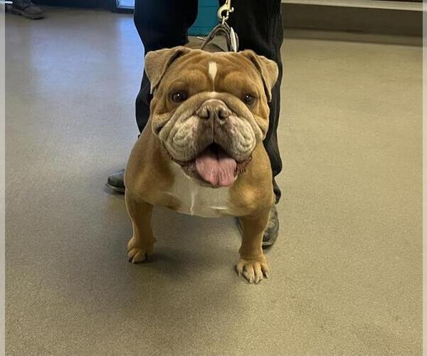 Medium Photo #1 Bulldog Puppy For Sale in HESPERIA, CA, USA
