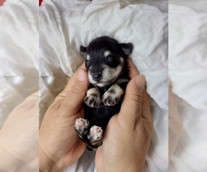 Schnauzer (Miniature) Puppy for sale in KODAK, TN, USA