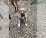 Small #1 German Shepherd Dog Mix
