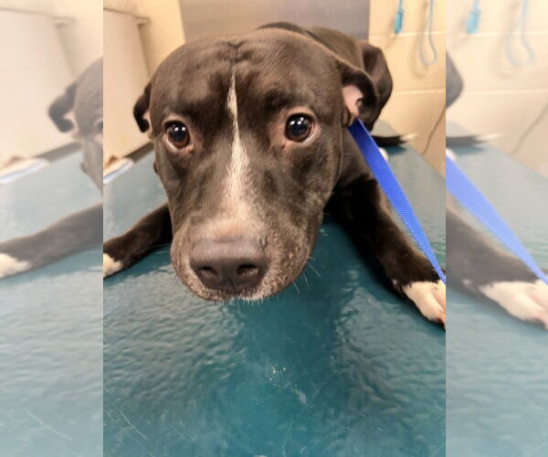 Medium Photo #1 Staffordshire Bull Terrier Puppy For Sale in Mobile, AL, USA