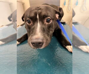 Staffordshire Bull Terrier Dogs for adoption in Mobile, AL, USA