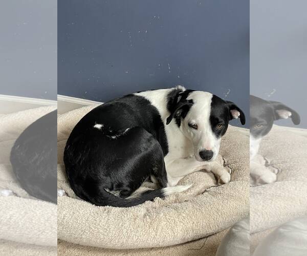 Medium Photo #4 Mutt Puppy For Sale in Shillington, PA, USA