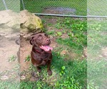 Small #1 Labrador Retriever