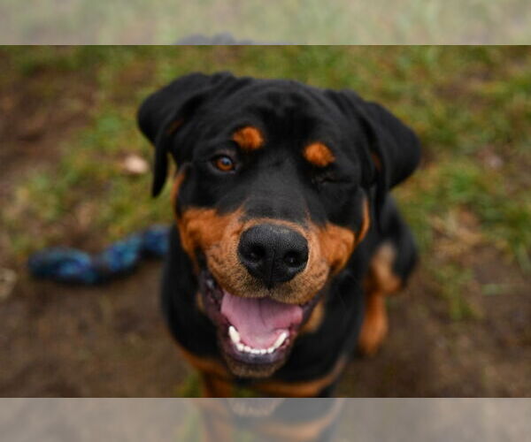 Medium Photo #4 Rottweiler Puppy For Sale in Gloversville, NY, USA