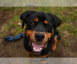 Small #3 Rottweiler