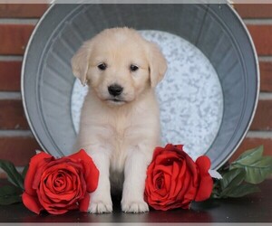 English Cream Golden Retriever Puppy for sale in FREDERICKSBG, OH, USA